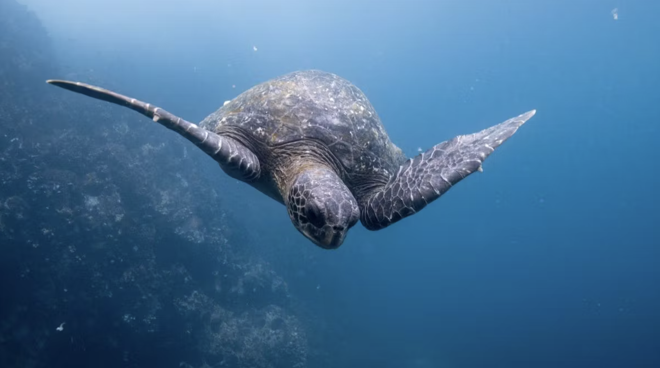 A tortoise swimming underwater.