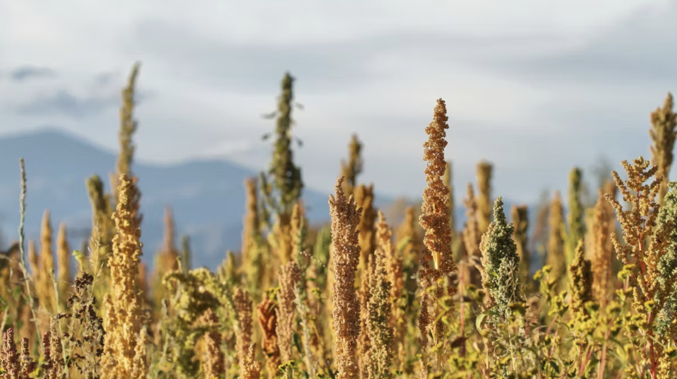 Quinoa plants rise in foreground, against a blue and white cloudy sky and mountain silhouette in background