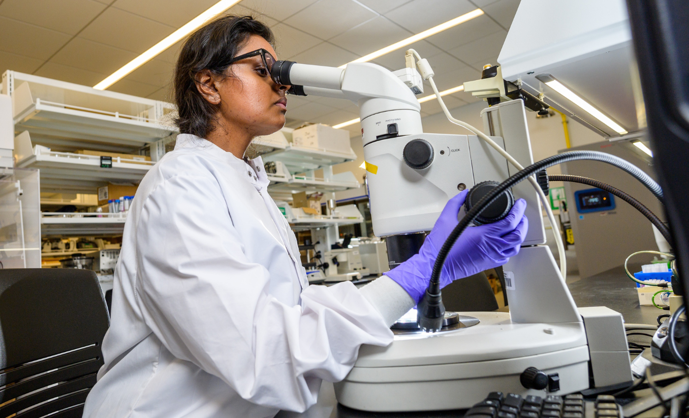 Stevens student using microscope in a lab